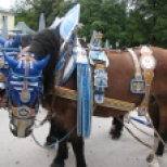 Parade Horse