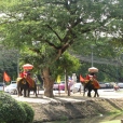 Elephant Ride_3