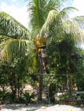Collecting Coconuts