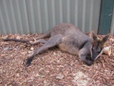 Wallaby Chilling