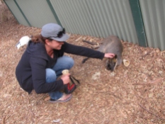 Petting a Wallaby
