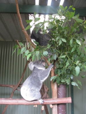 Koalas Climbing