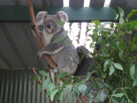 Koalas Climbing_2