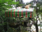 Cats Cart