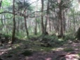 Aokigahara Lava Forest_2